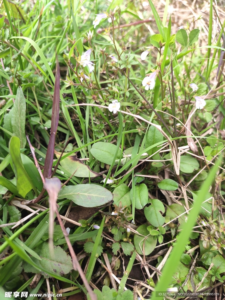  野菜 野草 小白花