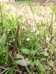 春季 春天 野菜 野草 小白花