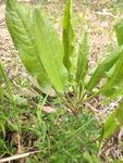 野草野菜