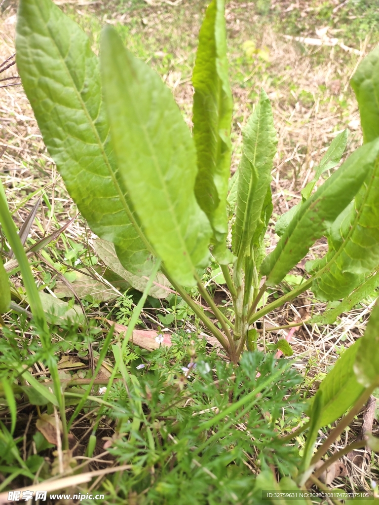 野草野菜