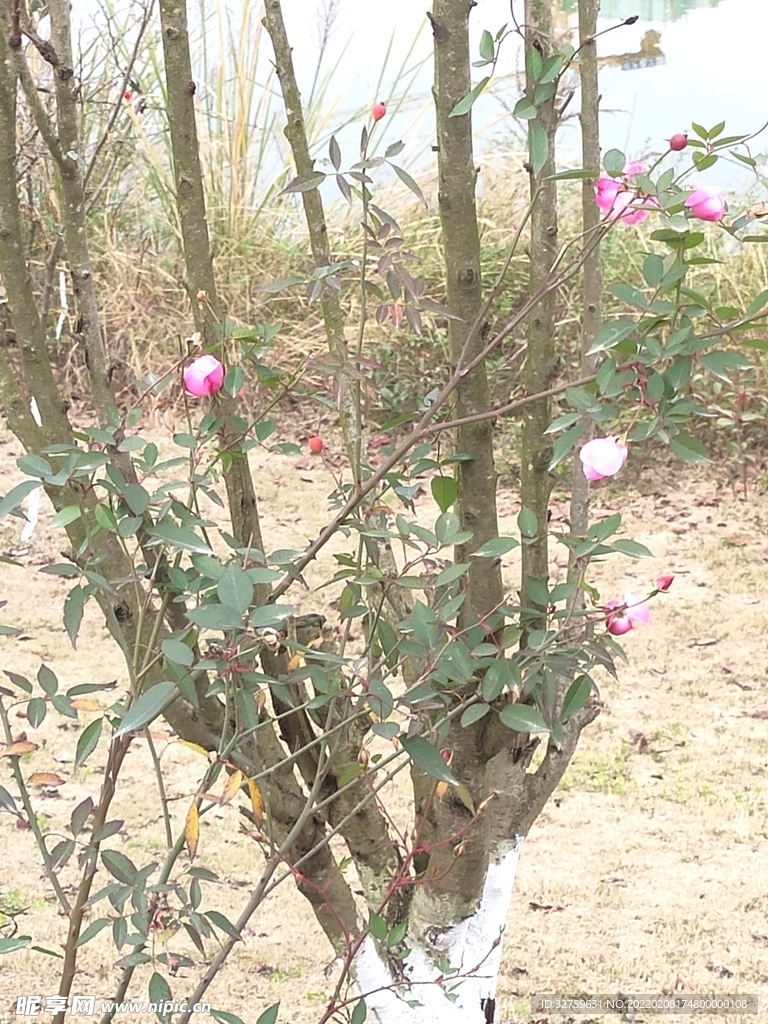 春天 花 绿色 粉色 自然 室