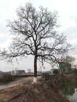 枯藤老树