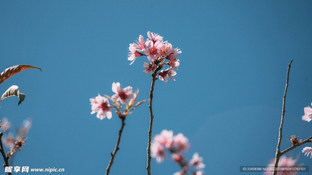 鲜花壁纸