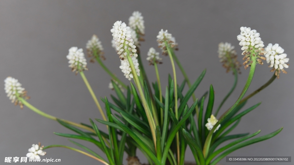 鲜花壁纸