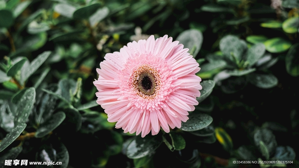 鲜花壁纸