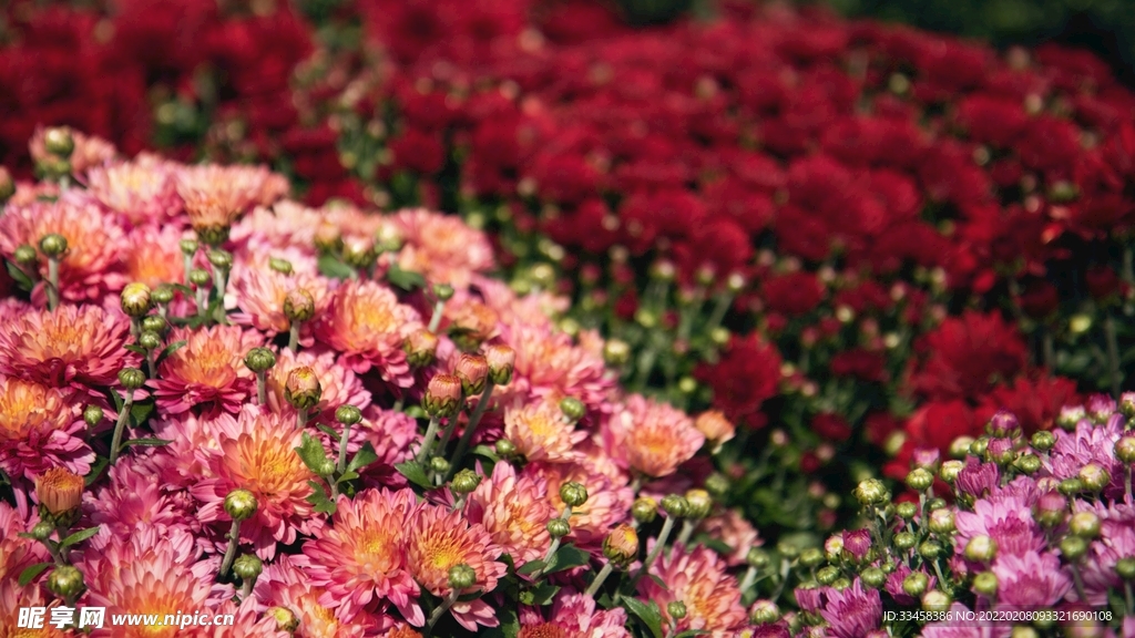 鲜花壁纸