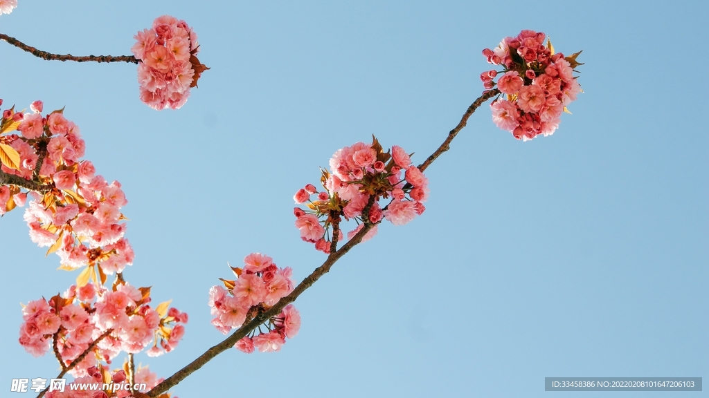 鲜花壁纸