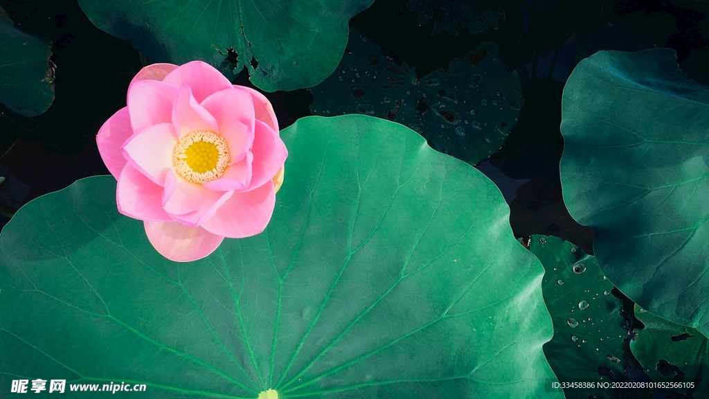 鲜花壁纸