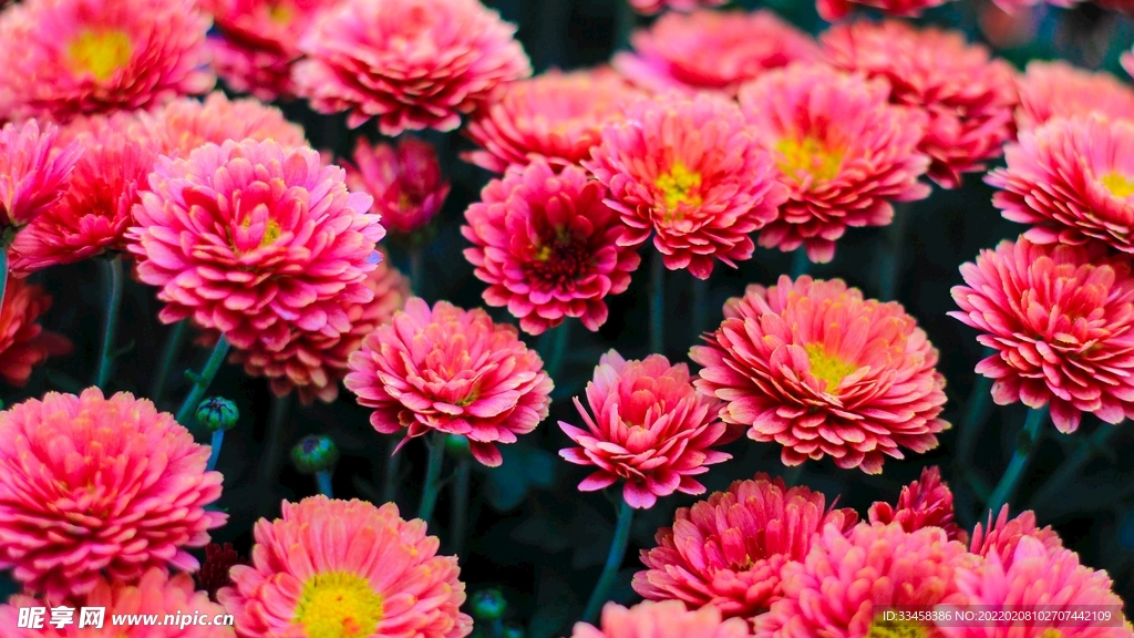 鲜花壁纸