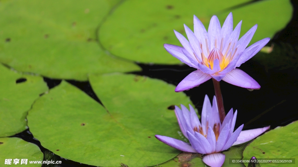 鲜花壁纸