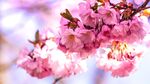 鲜花壁纸