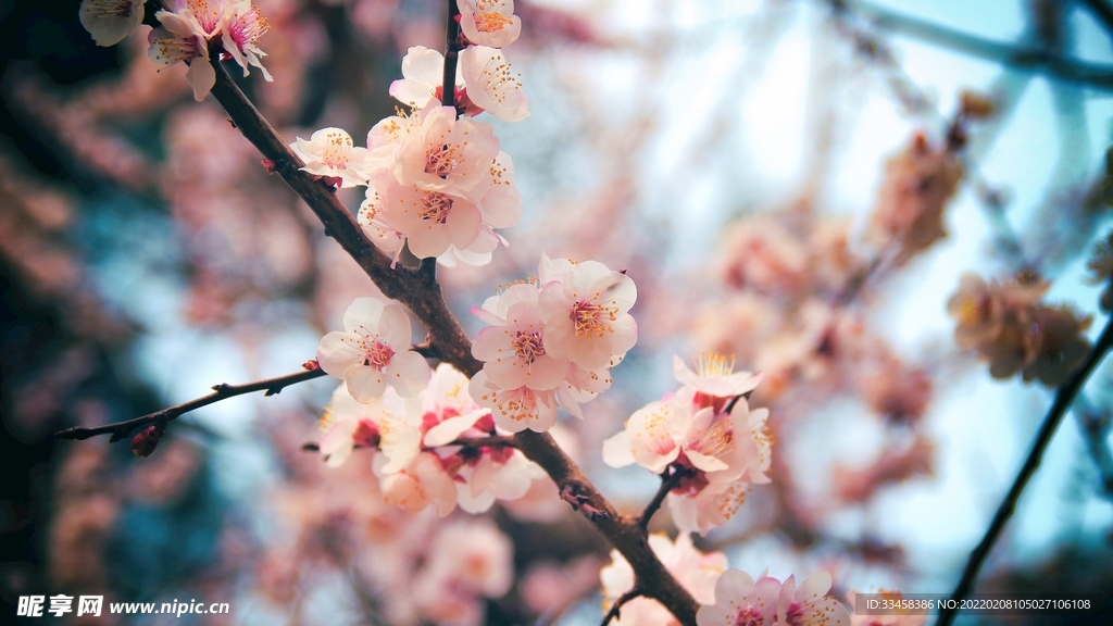 鲜花壁纸