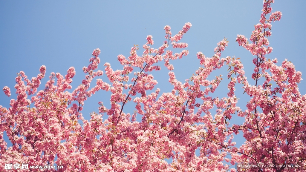 鲜花壁纸