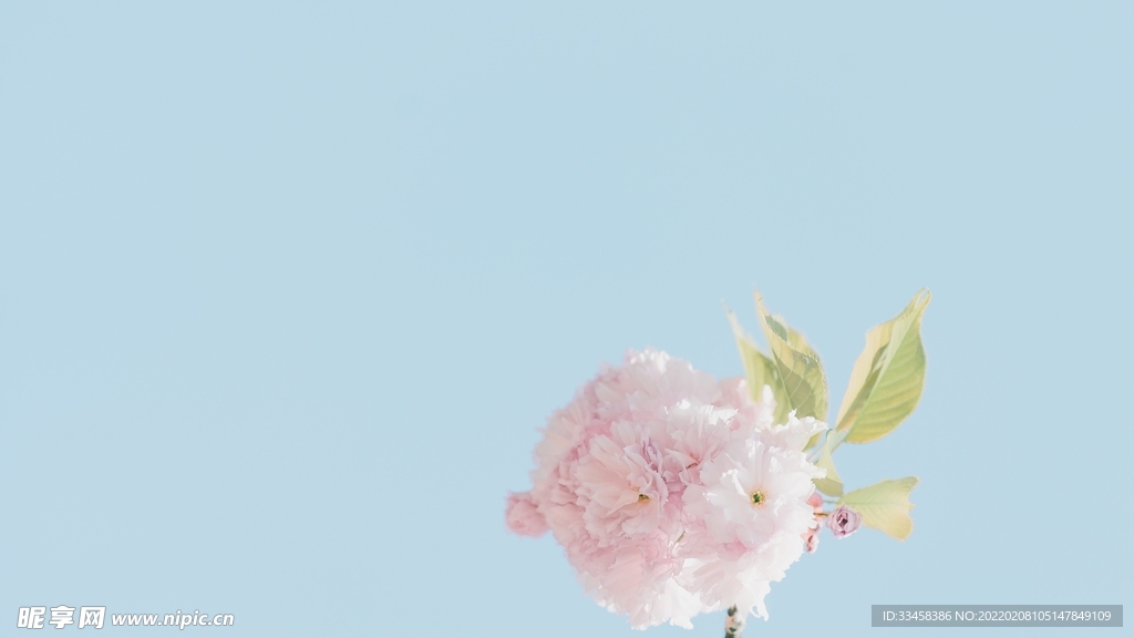 鲜花壁纸