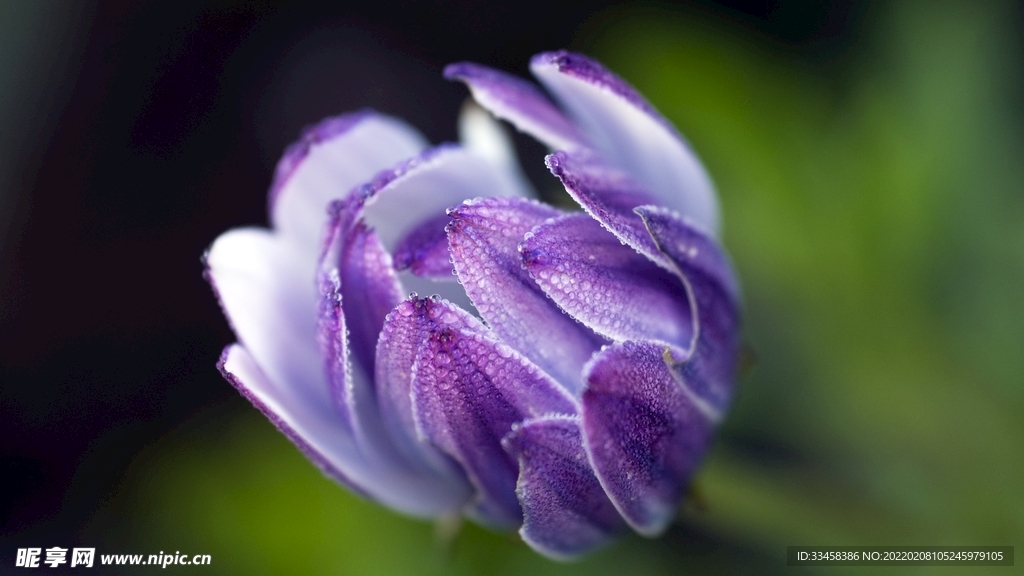 鲜花壁纸