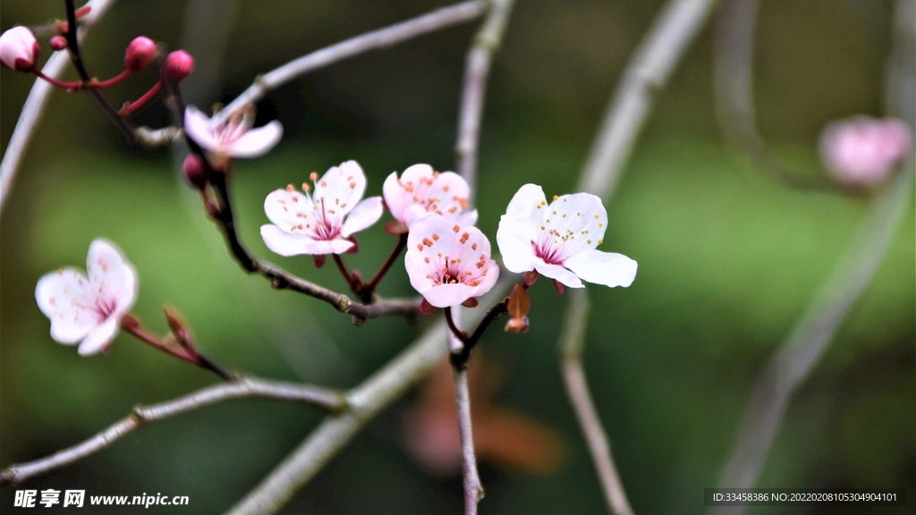 鲜花壁纸