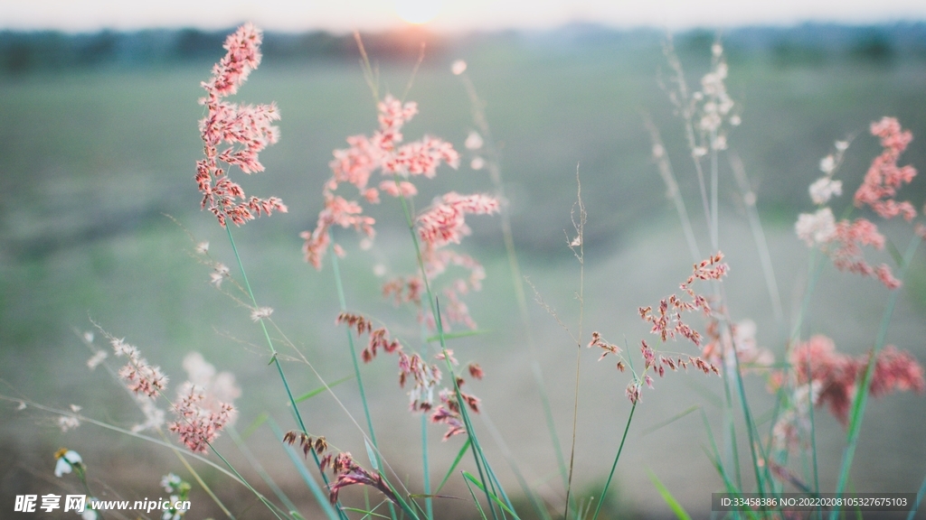 鲜花壁纸