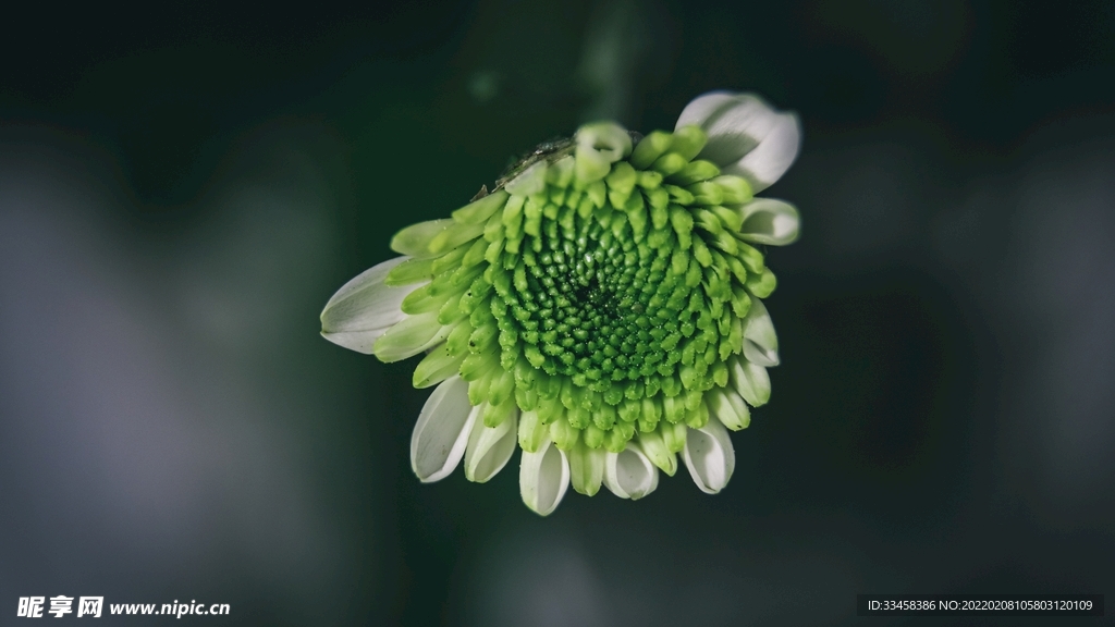 鲜花壁纸