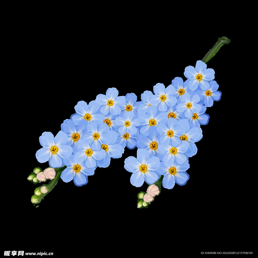 春日春天蓝色风信子