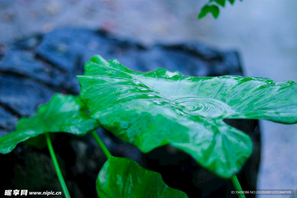 雨天下植物水滴溅落
