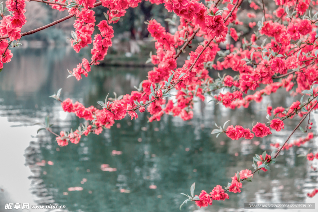 古风桃花