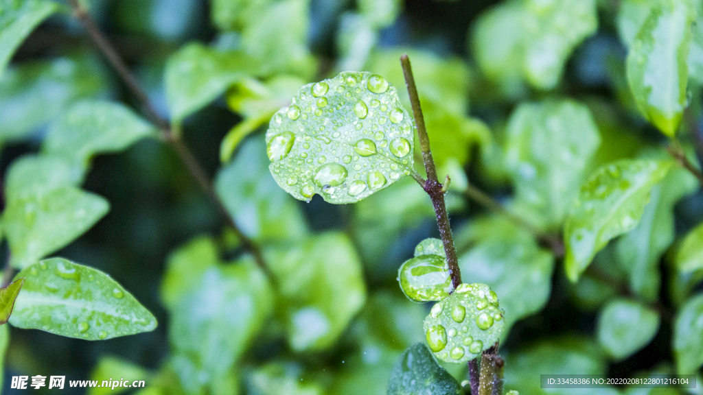 雨景植物水珠细节