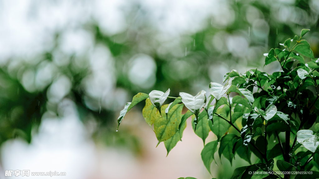 雨水谷雨
