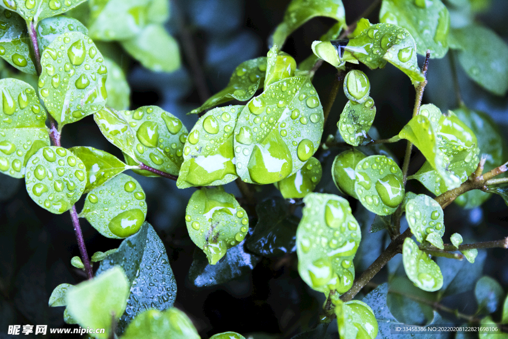 植物上雨水水珠