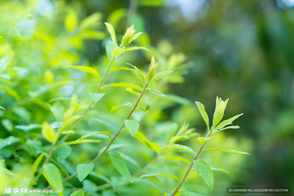 惊蛰植物春夏户外发芽
