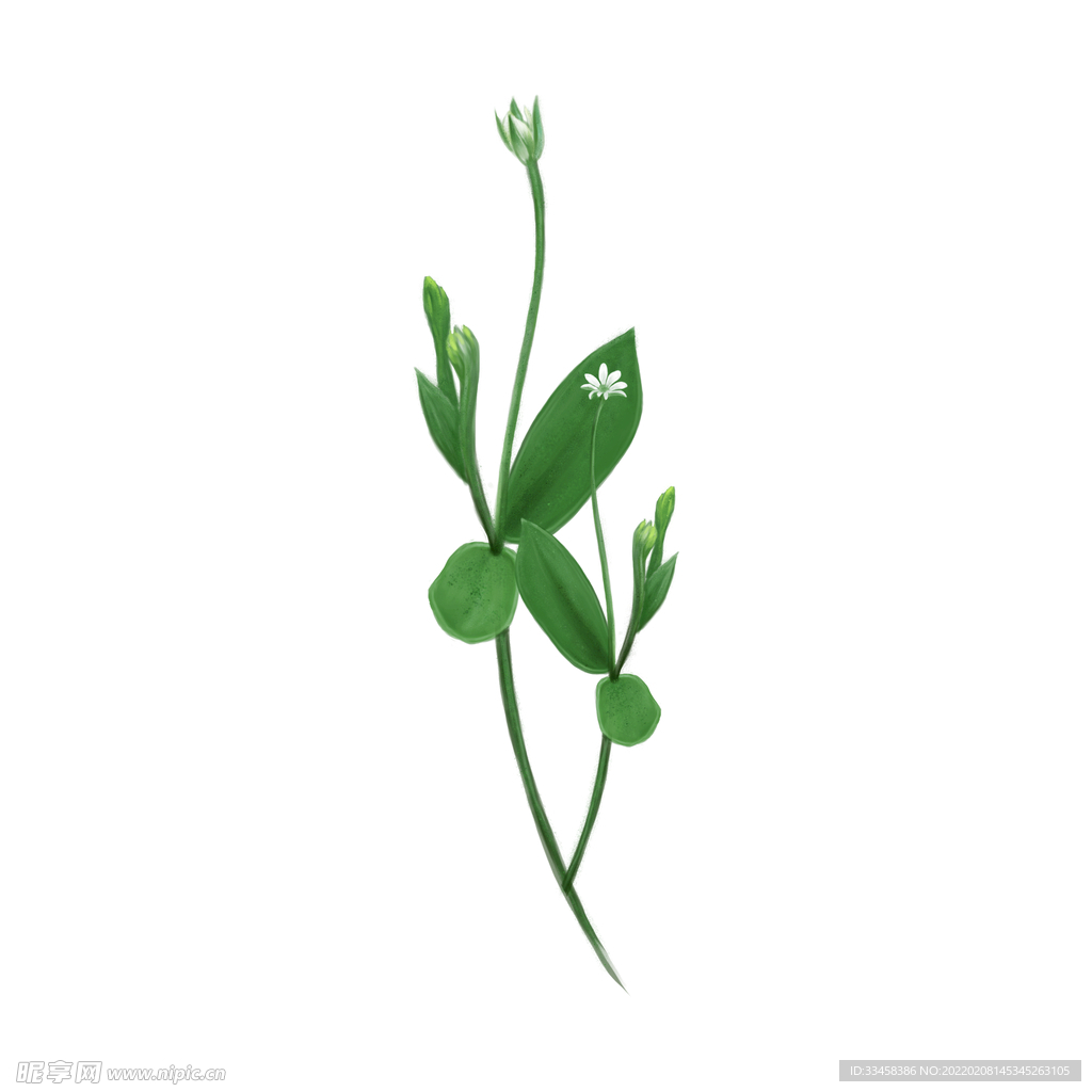 春天绿色白花纤细