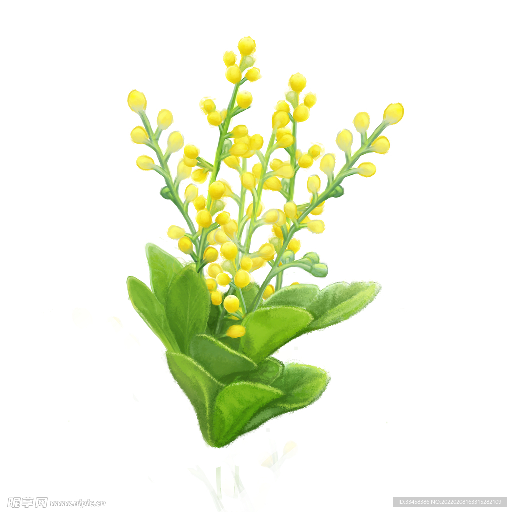 春天阳春三月绿植黄花