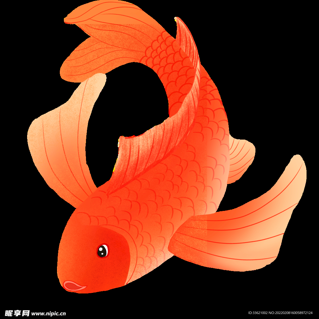 锦鲤  金鱼插画  国潮素材 