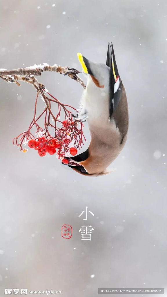 小雪