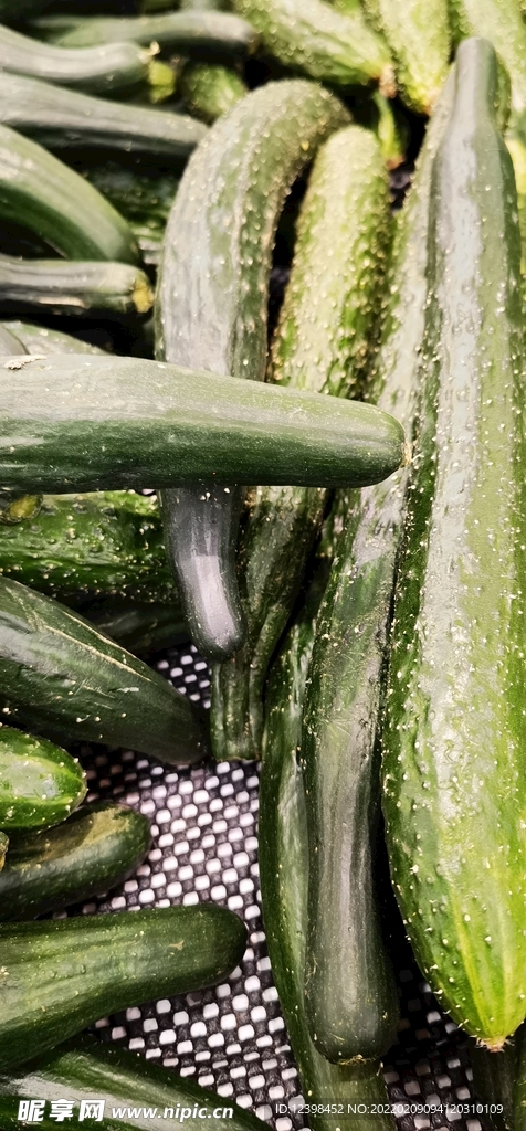 黄瓜