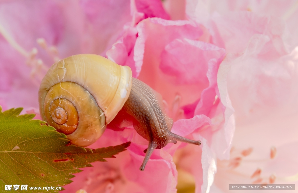 蜗牛