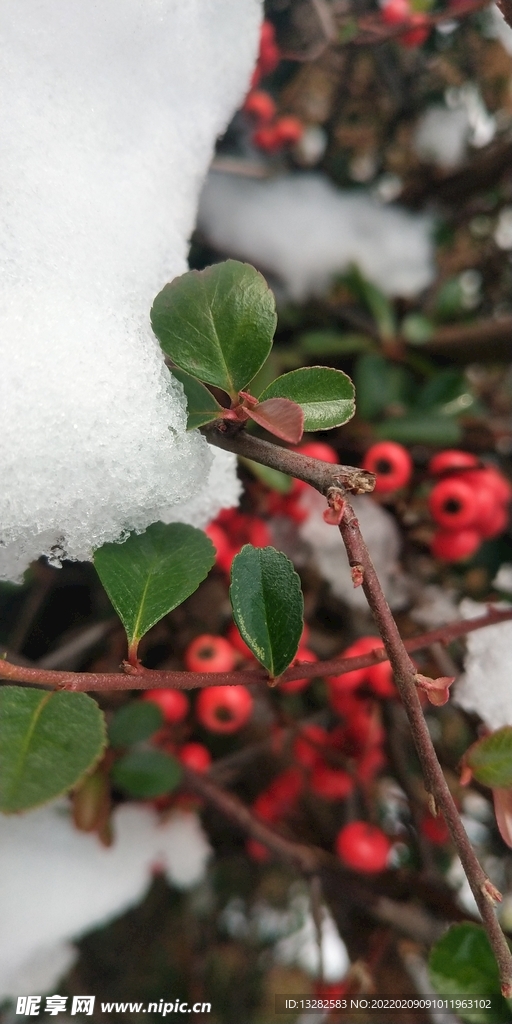 雪和火棘果