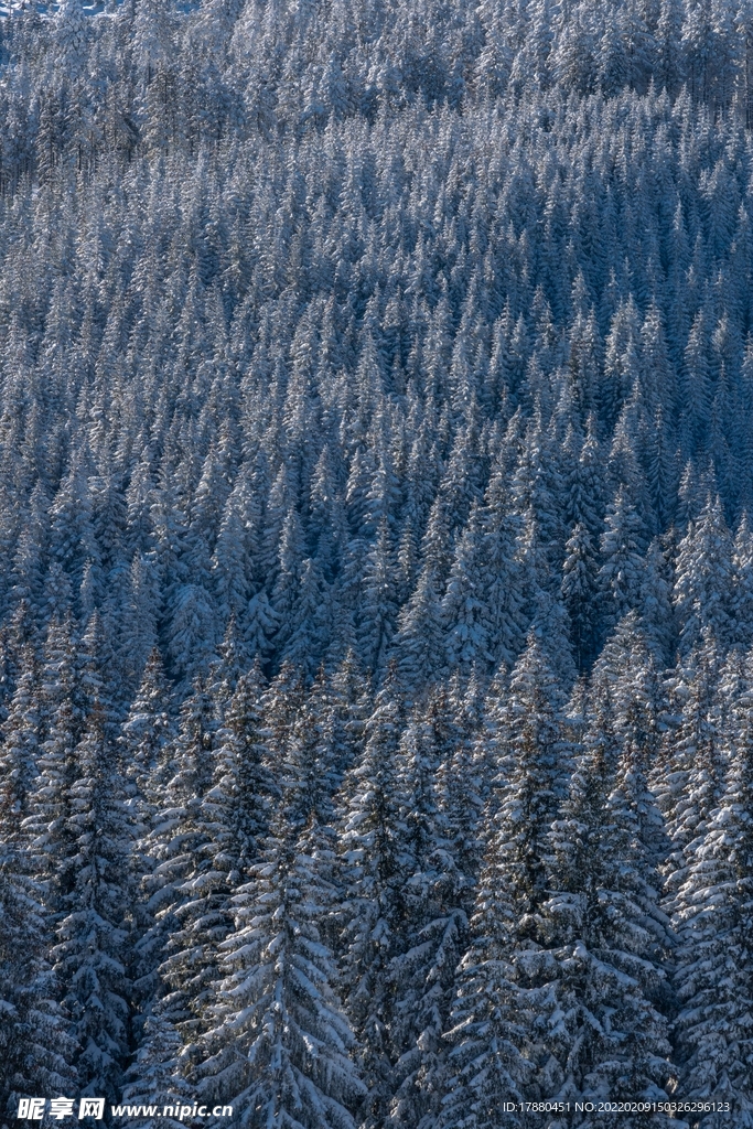 山林
