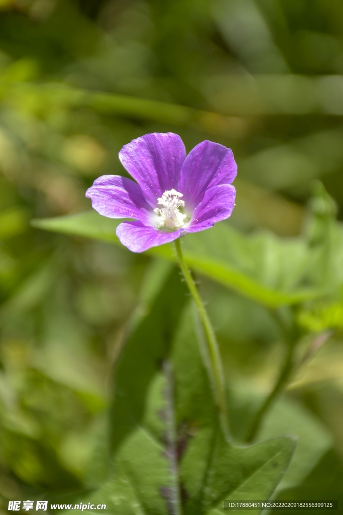 野老鹳草