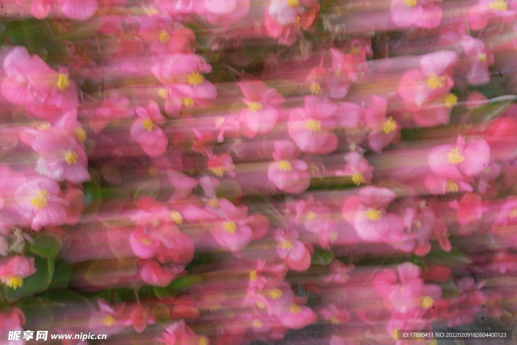 花卉