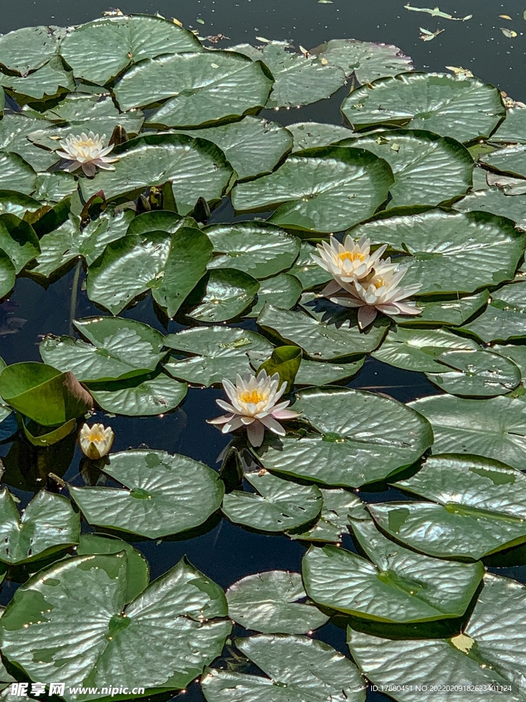 荷花