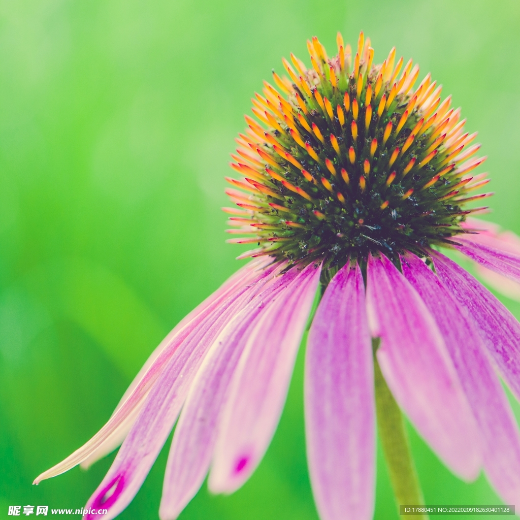松果菊