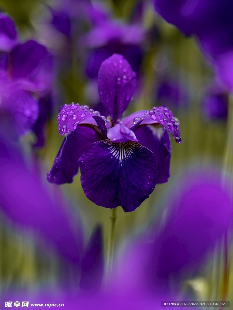 玉蝉花