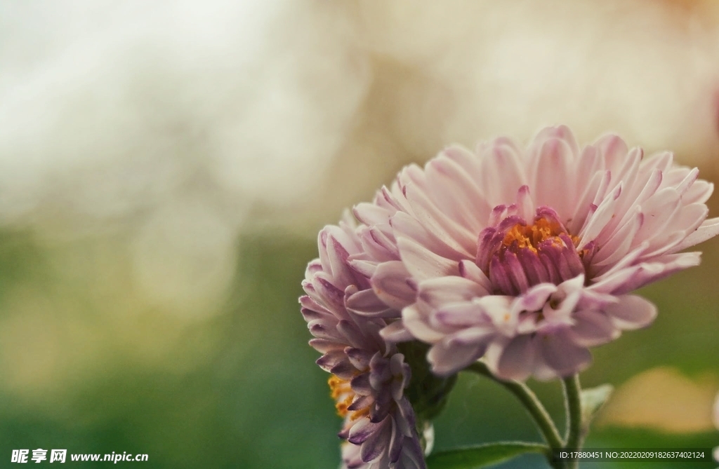 百日菊