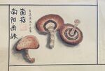 西峡菌菇