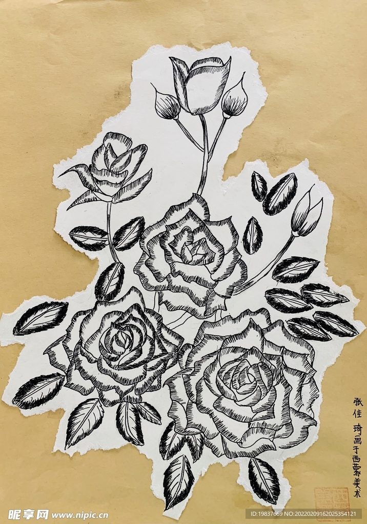 南阳月季