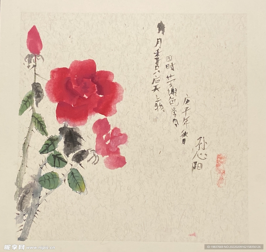 月季