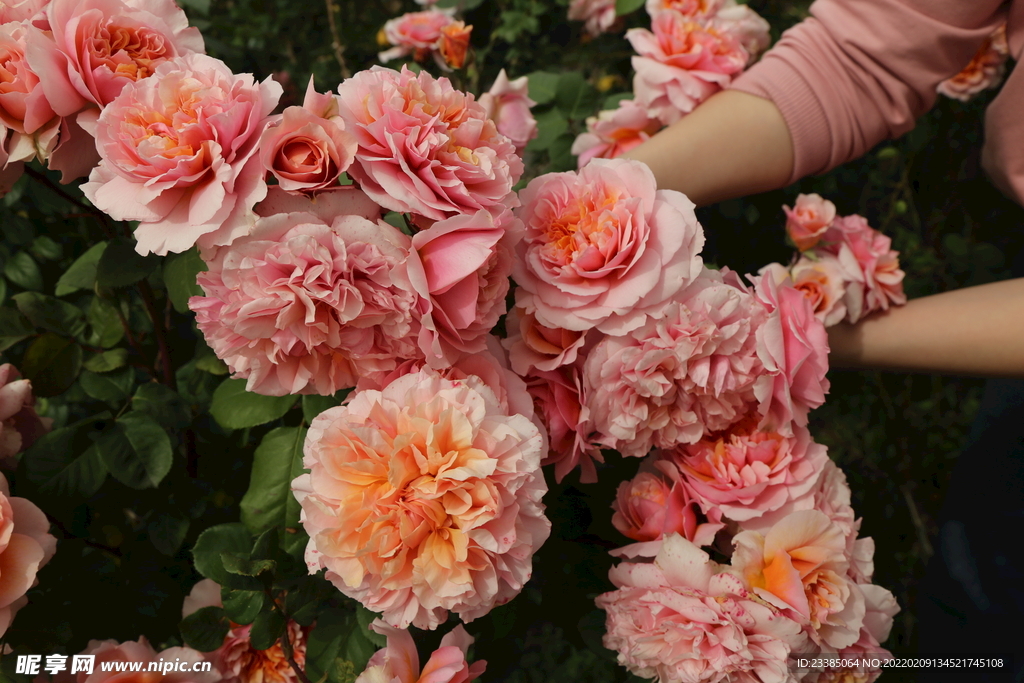 欧洲月季花摄影