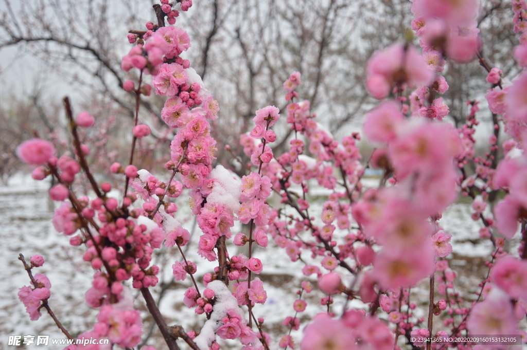 桃花