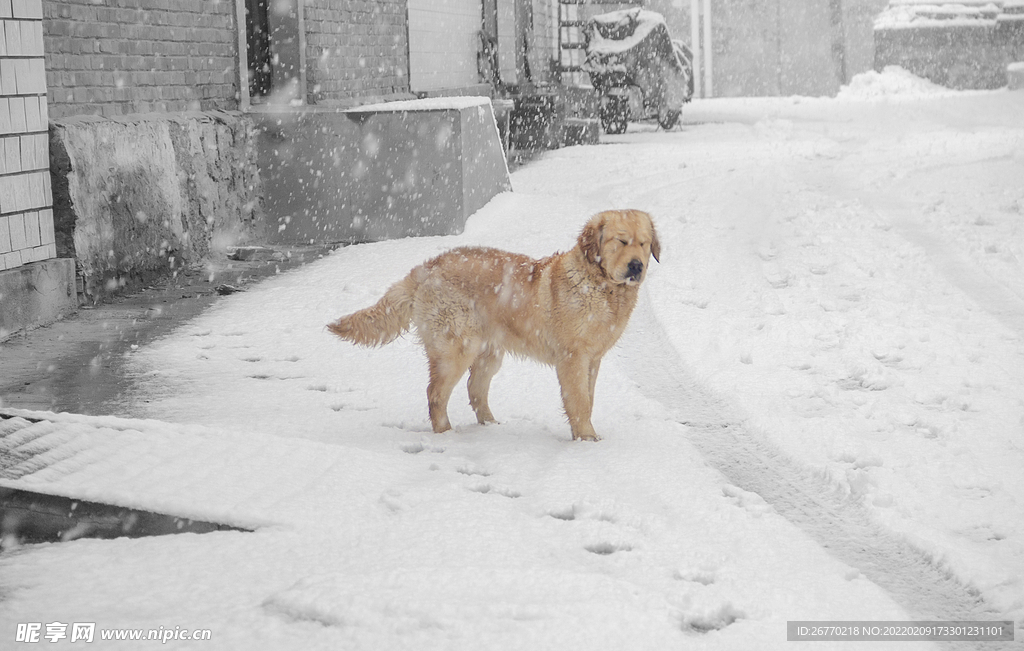 雪天的毛孩子