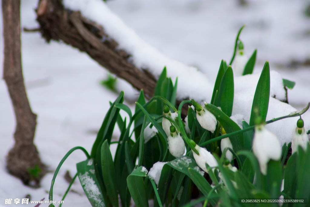 雪花莲 